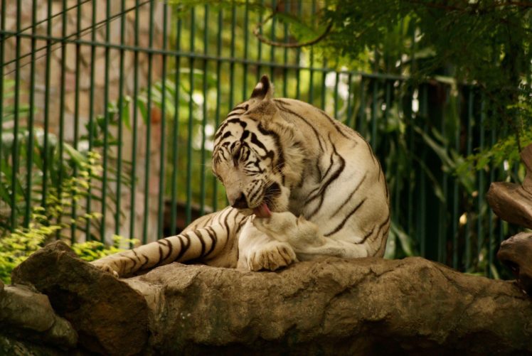 white, Tiger HD Wallpaper Desktop Background