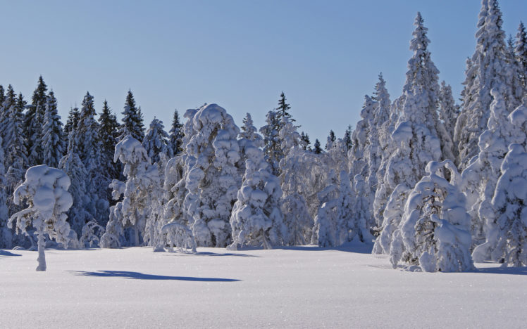 winter, Forest, Trees, Landscape HD Wallpaper Desktop Background
