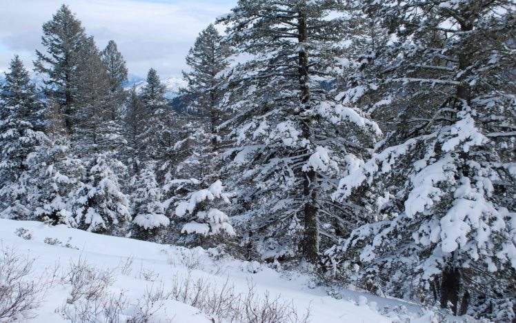 winter, Trees, Forest, Nature HD Wallpaper Desktop Background