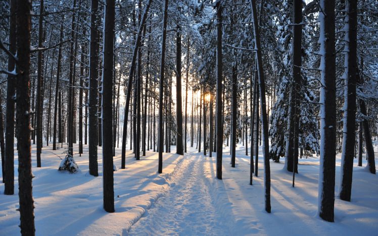 winter, Trees, Forest, Road, Nature, Landscape HD Wallpaper Desktop Background