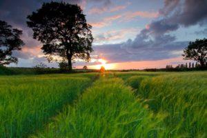 sunset, Landscapes, Trees, Grass, Fields