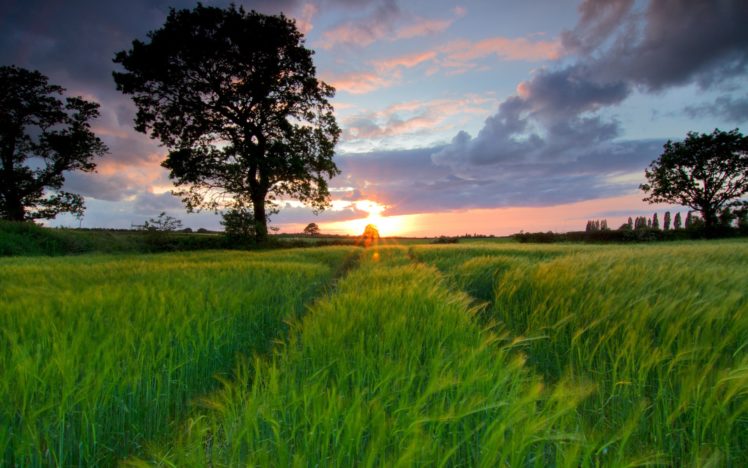 sunset, Landscapes, Trees, Grass, Fields HD Wallpaper Desktop Background