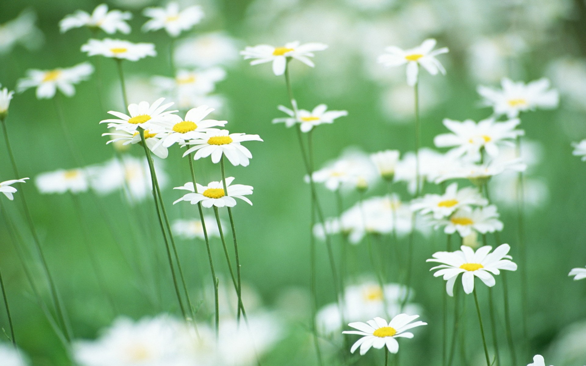 nature, Flowers, Daisy Wallpaper