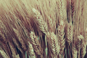 nature, Fields, Wheat