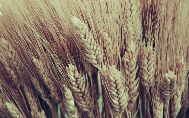 nature, Fields, Wheat HD Wallpaper Desktop Background