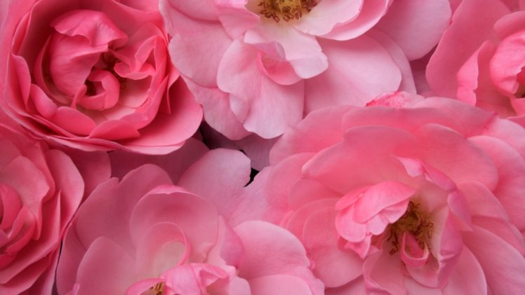flowers, Roses HD Wallpaper Desktop Background