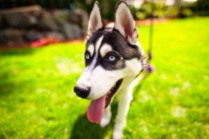 animals, Dogs, Tongue, Blurred, Background