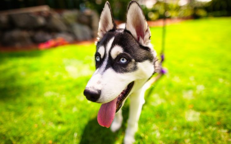 animals, Dogs, Tongue, Blurred, Background HD Wallpaper Desktop Background