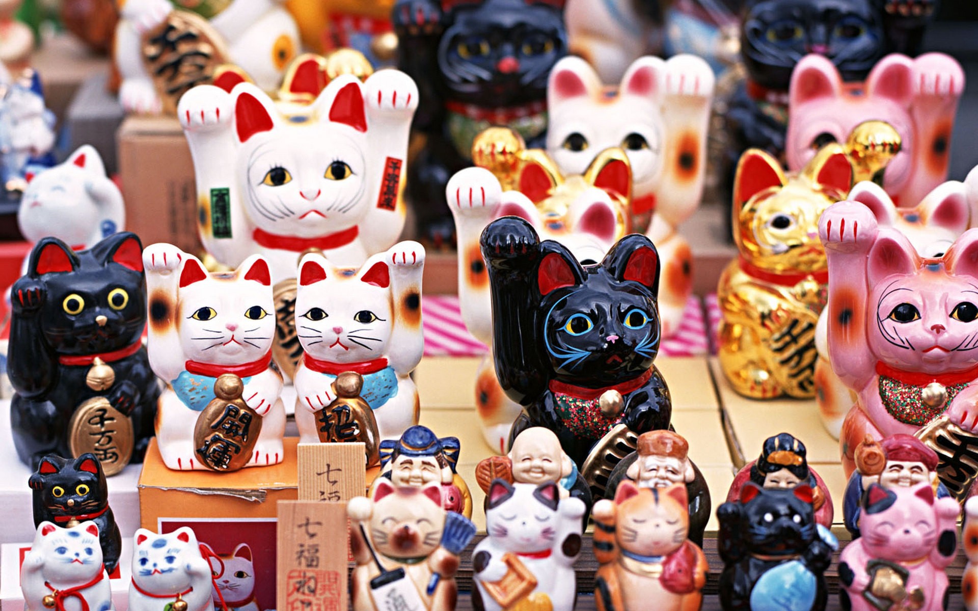 japan, Cats Wallpaper