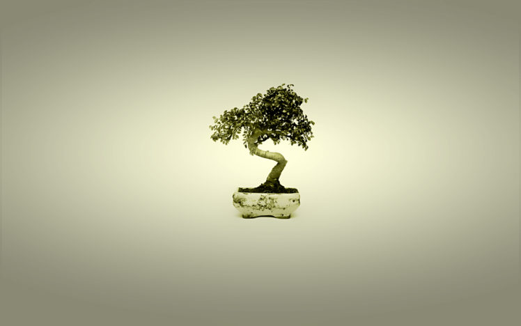 minimalistic, Trees, Bonsai, Simple, Background HD Wallpaper Desktop Background
