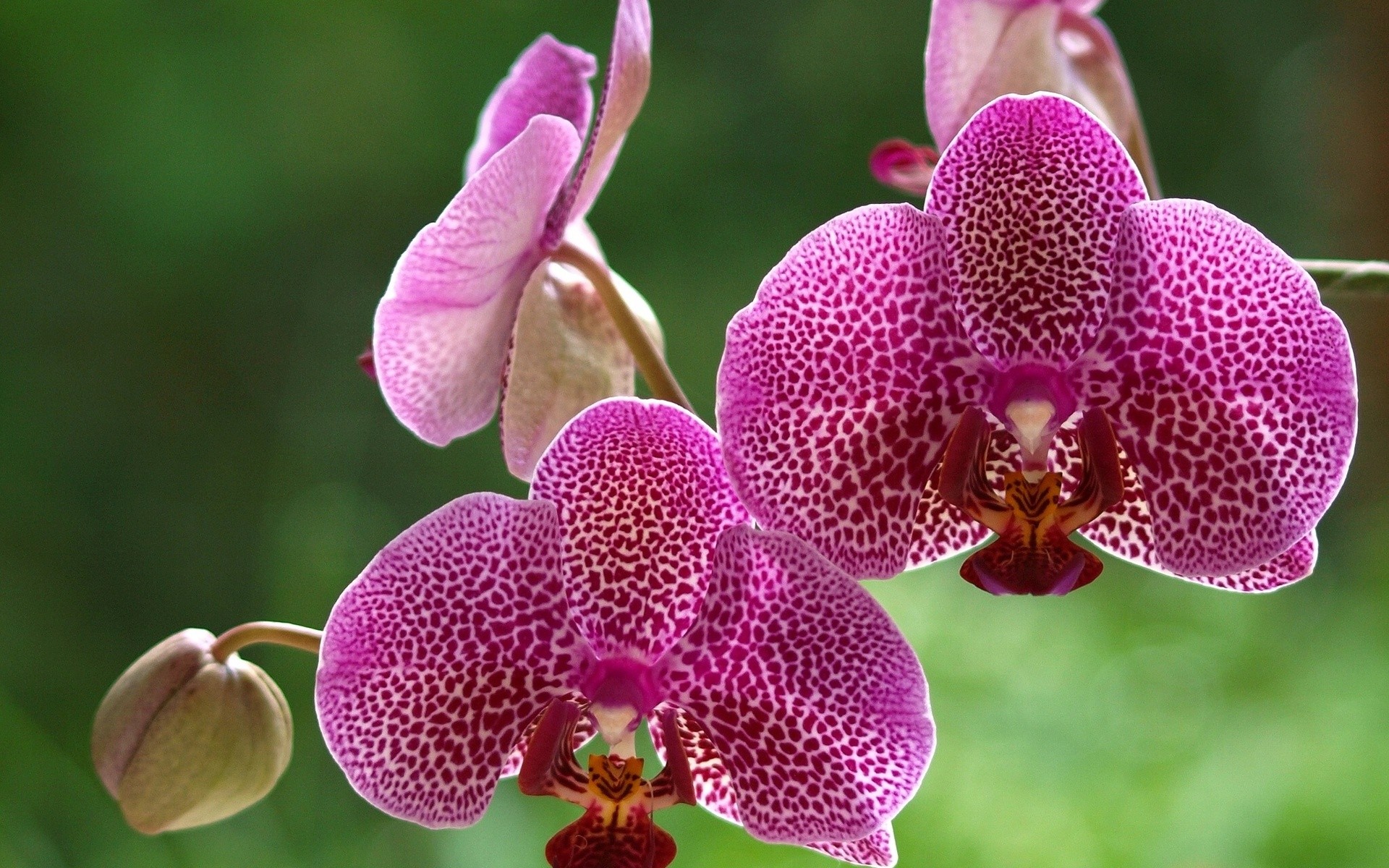 flowers, Orchids Wallpaper