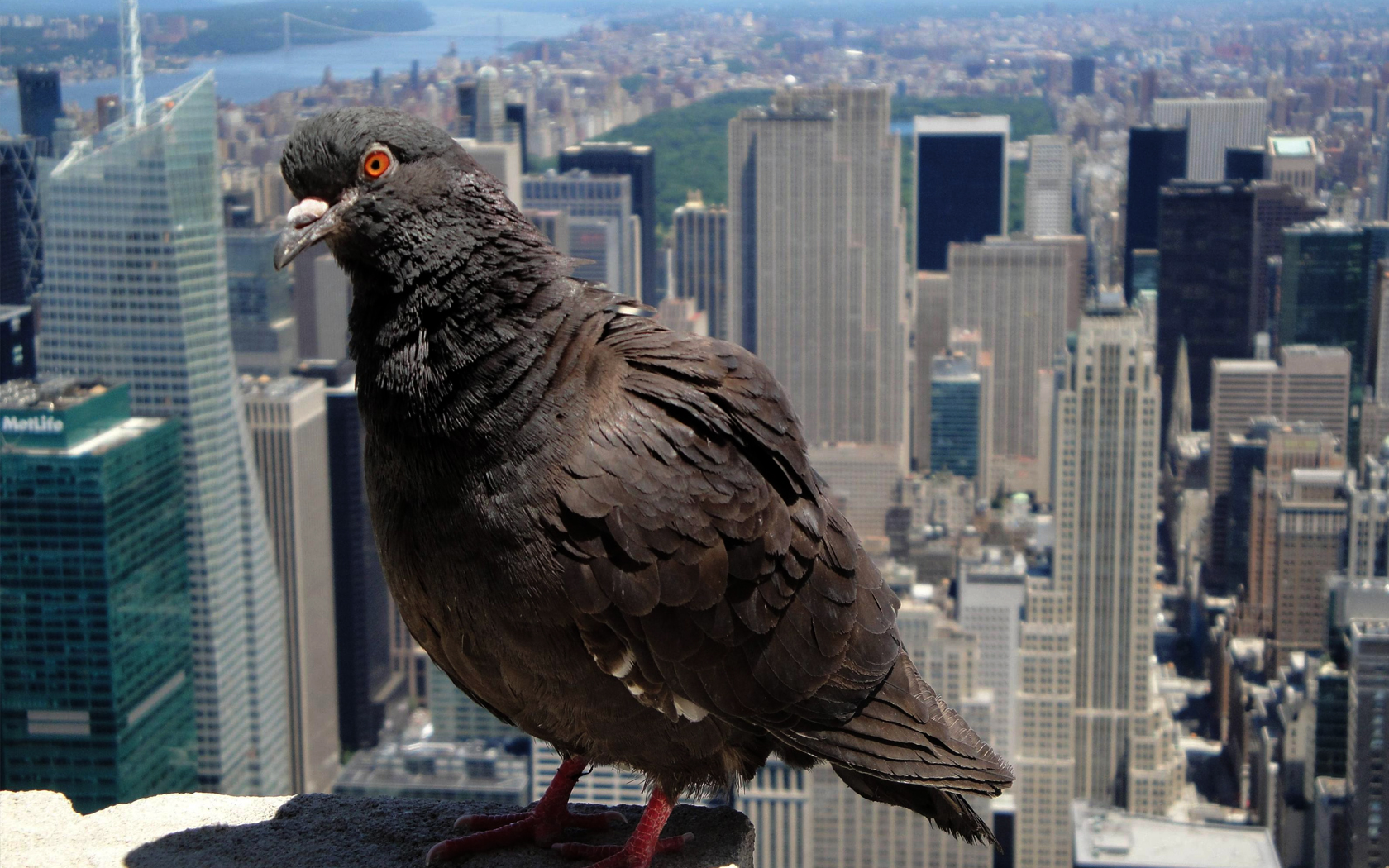 birds, Pigeons Wallpaper