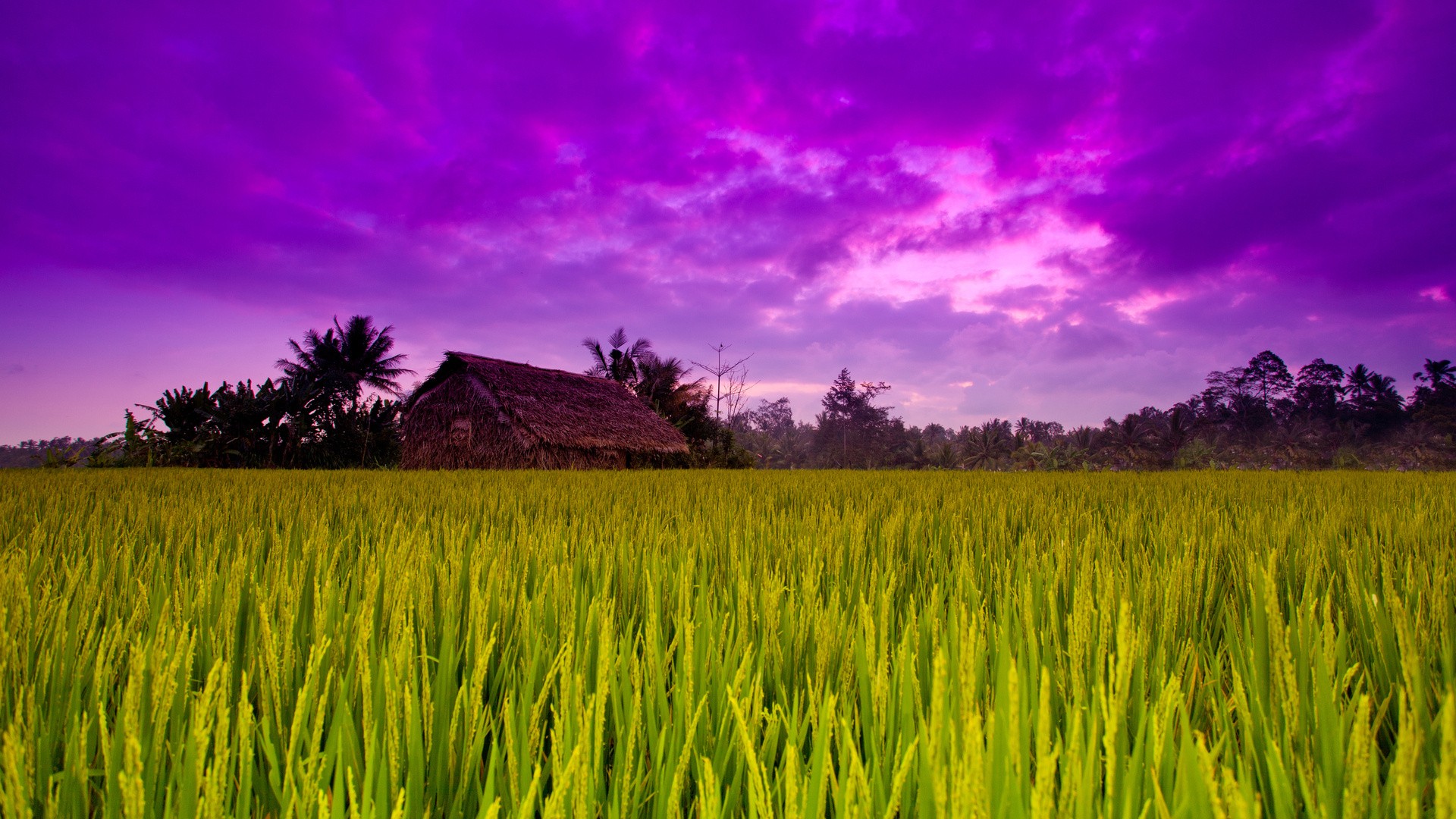 grass, Houses, Skyscapes Wallpaper