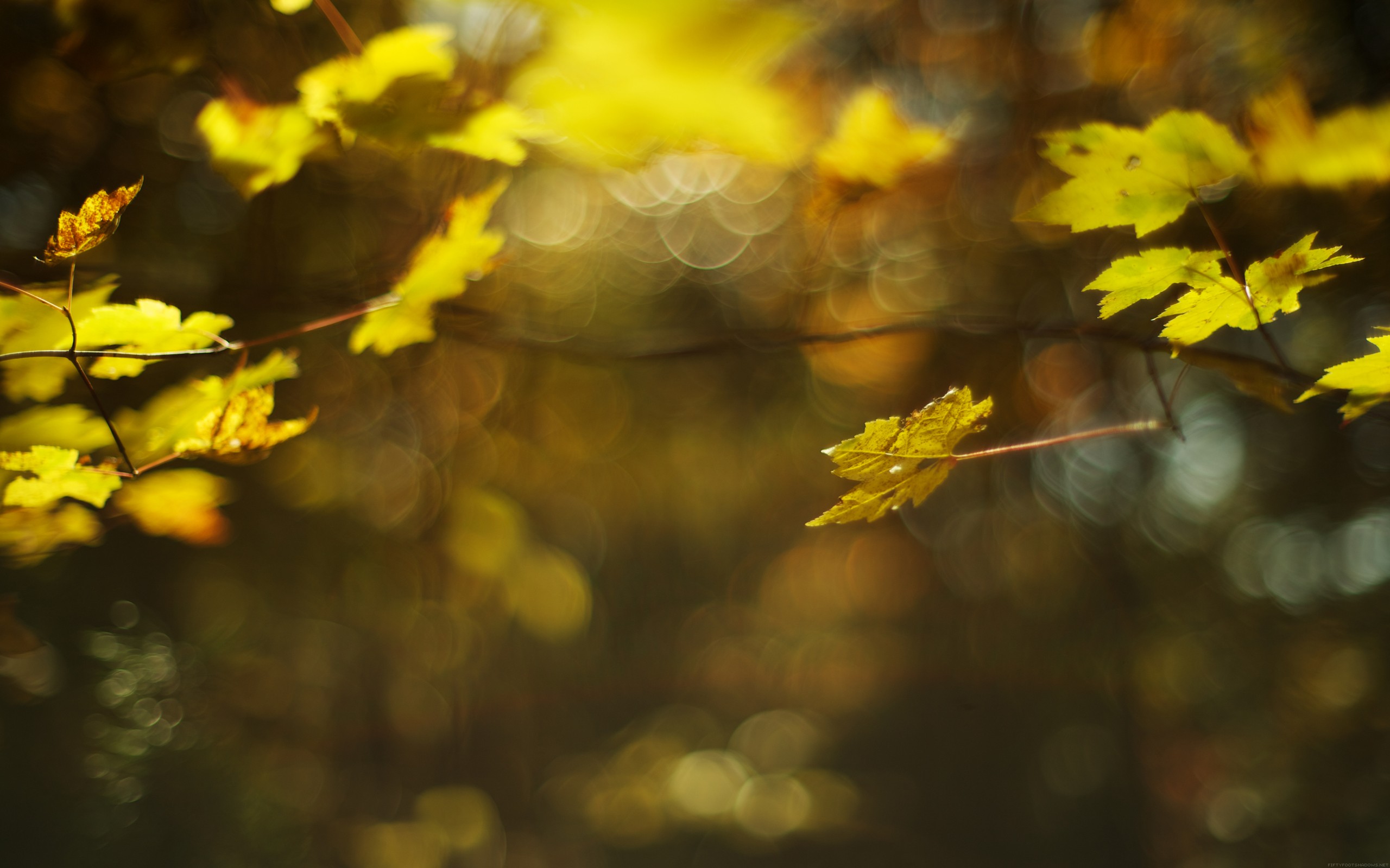 leaves, Plants Wallpaper