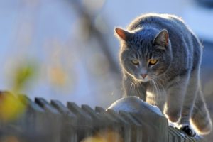 fences, Cats, Animals, Picket, Fence