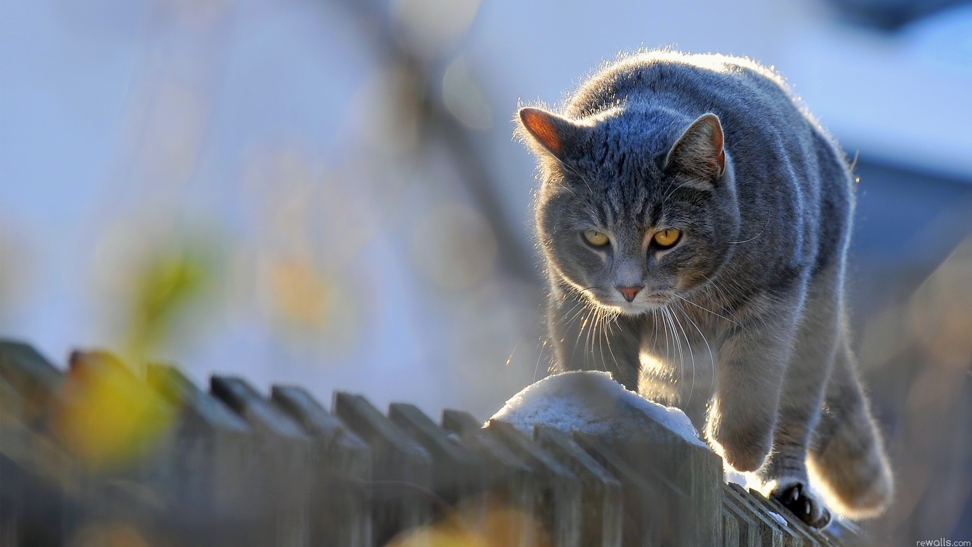 fences, Cats, Animals, Picket, Fence Wallpaper