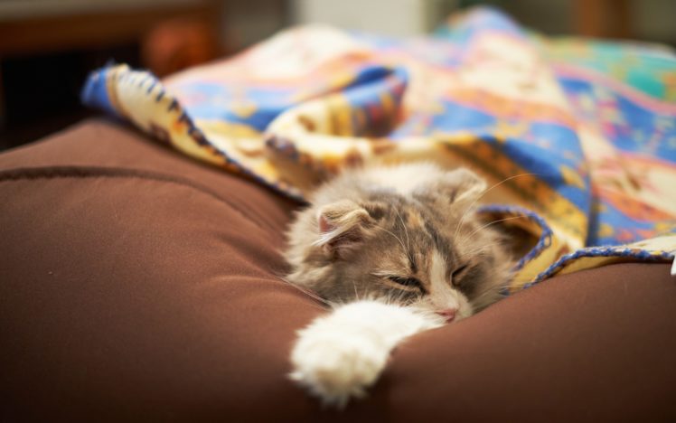 cats, Animals, Cushion HD Wallpaper Desktop Background