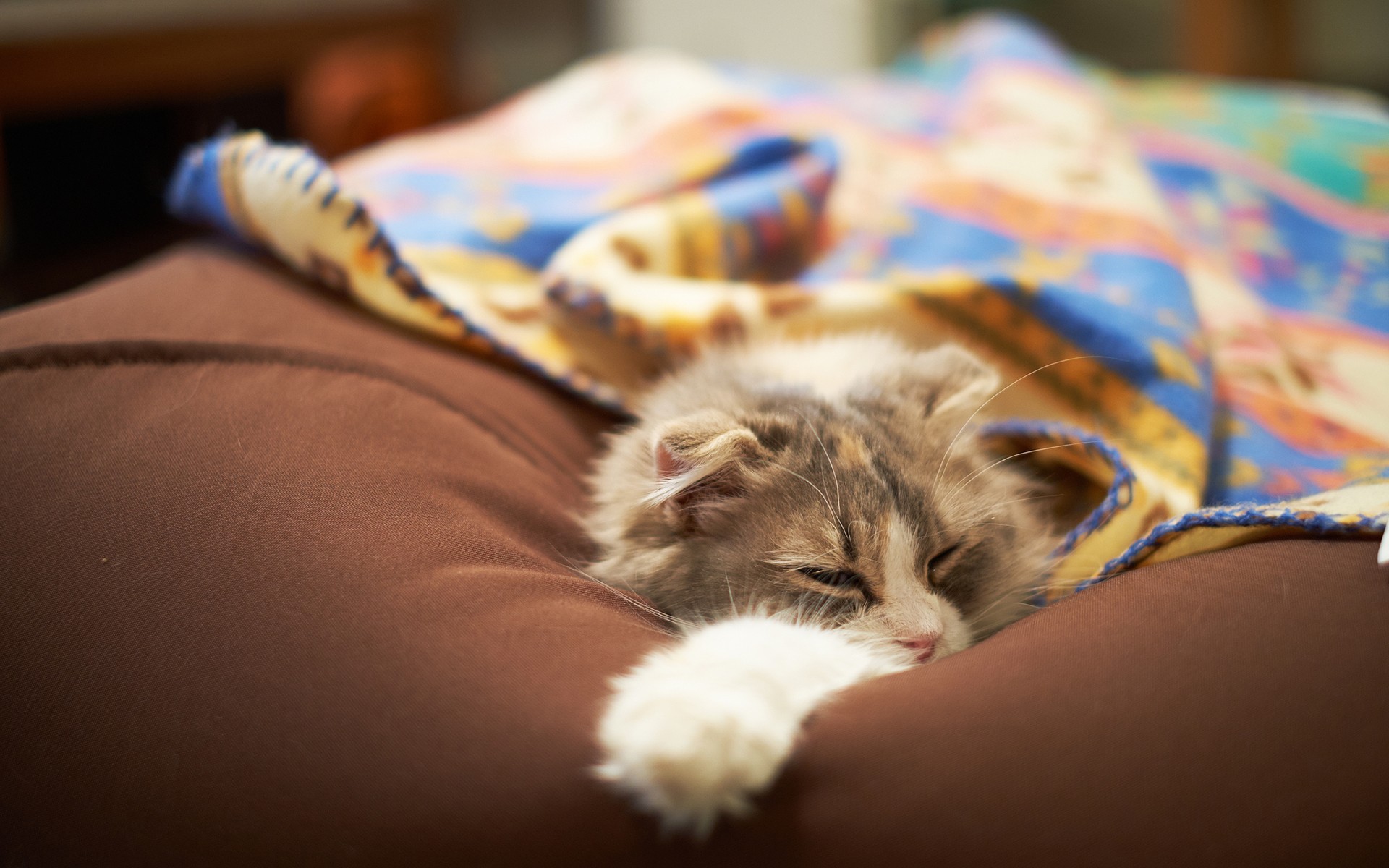 cats, Animals, Cushion Wallpaper