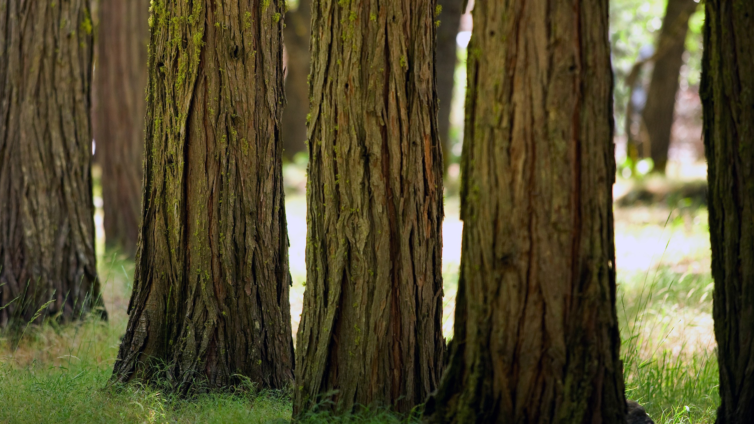 green, Trees, Wood, Forests, Grass, Bark Wallpaper