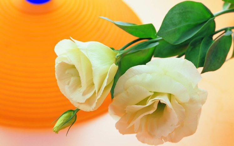 nature, Flowers, Orange, White, Roses, Roses HD Wallpaper Desktop Background