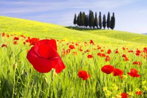 flowers, Italy, Poppy, Tuscany, Poppies, Val, Dand039orcia, Cipressi