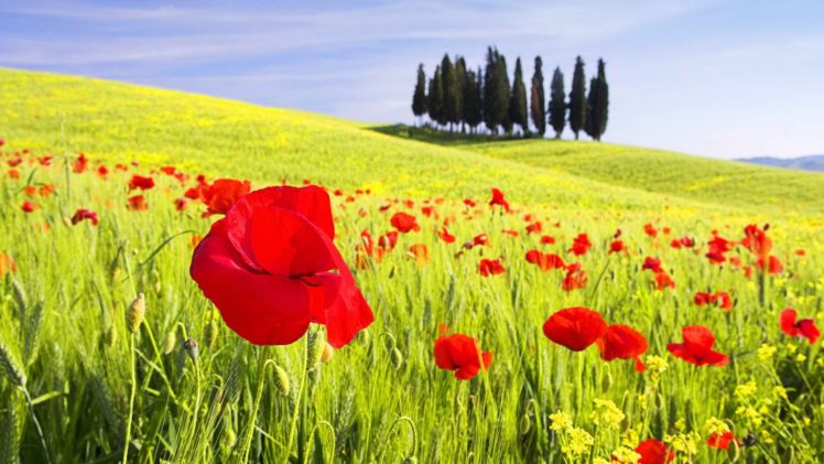flowers, Italy, Poppy, Tuscany, Poppies, Val, Dand039orcia, Cipressi HD Wallpaper Desktop Background