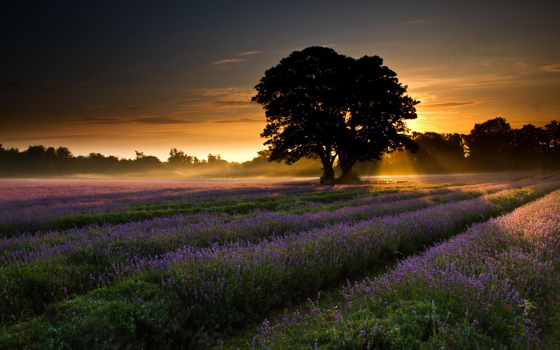 nature, Trees Wallpaper
