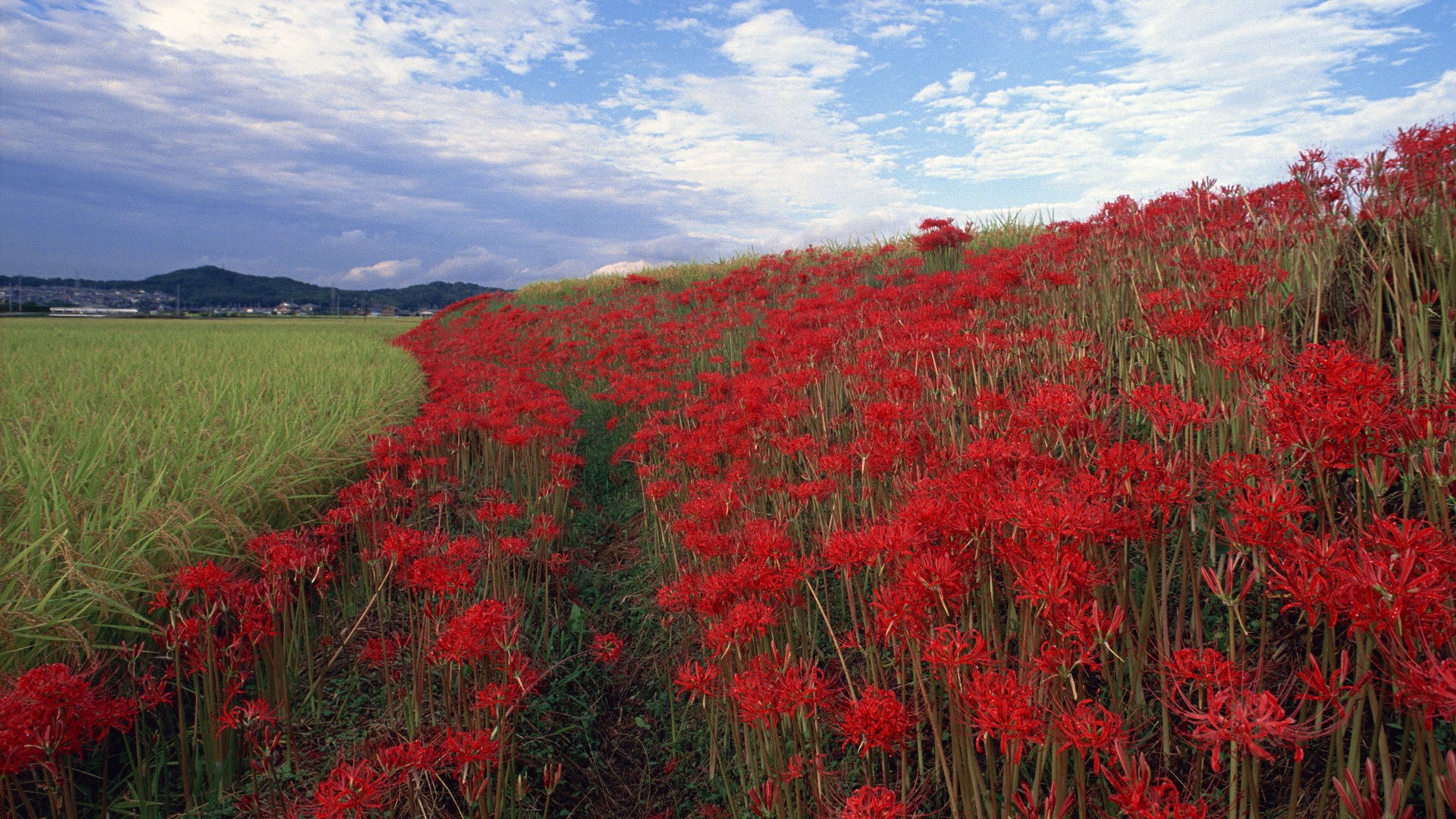 landscapes, Nature, Flowers, Fields Wallpaper