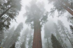trees, Forests, National, Geographic, Sequoia