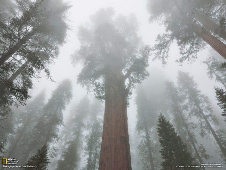 trees, Forests, National, Geographic, Sequoia HD Wallpaper Desktop Background
