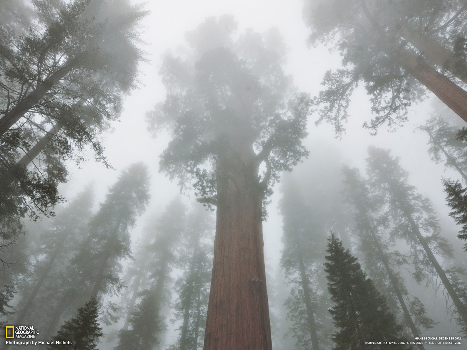 trees, Forests, National, Geographic, Sequoia Wallpaper