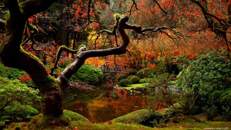 nature, Autumn, Bridges HD Wallpaper Desktop Background