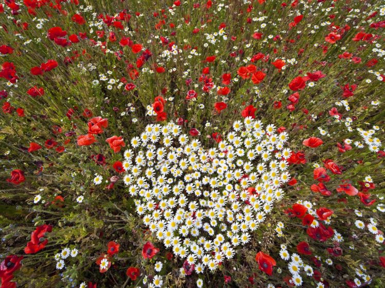 flowers, Hearts, Daisies HD Wallpaper Desktop Background
