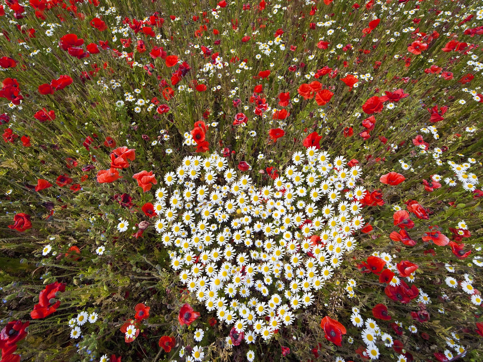 flowers, Hearts, Daisies Wallpaper