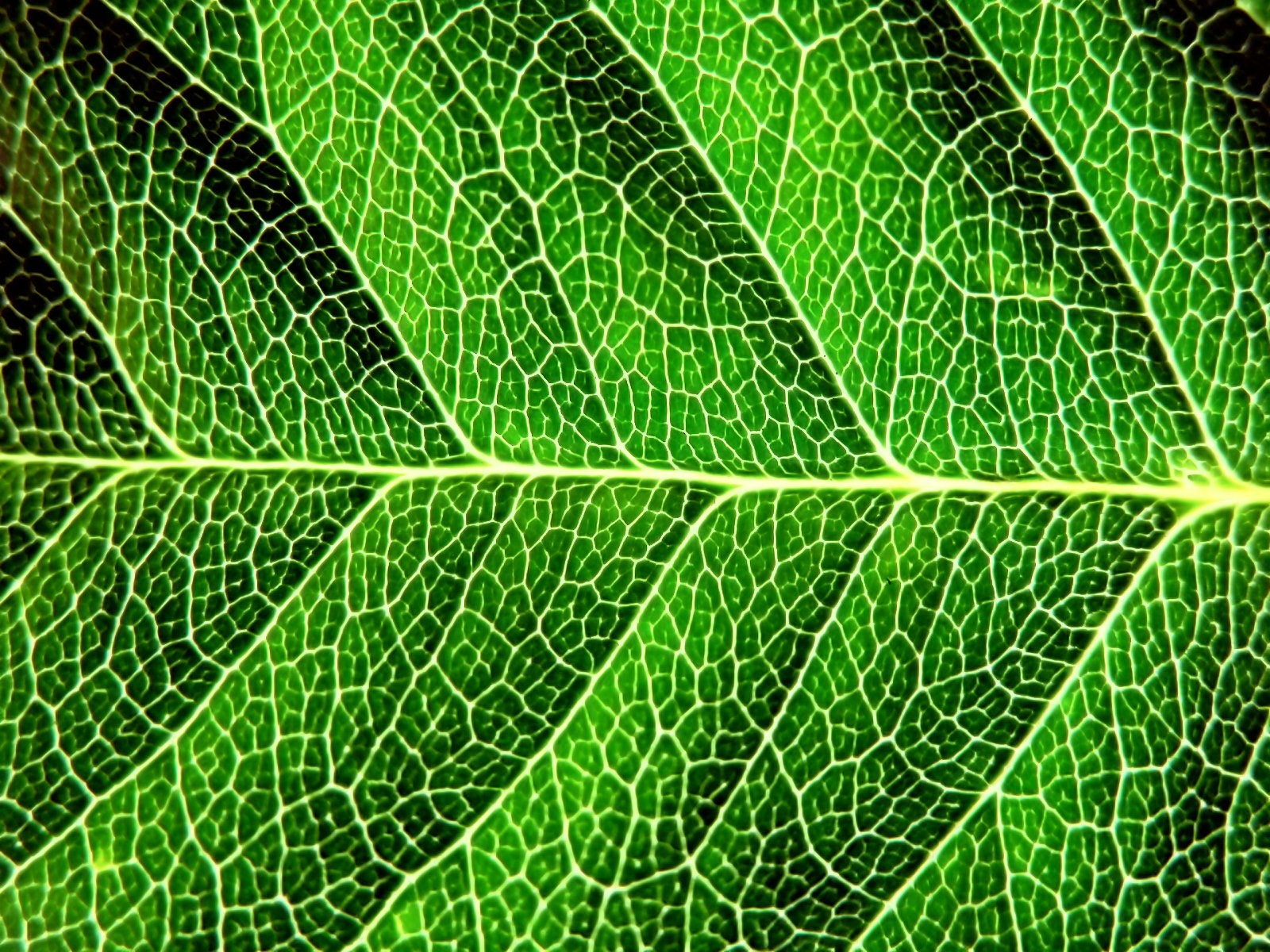 green, Close up, Nature, Wall, Leaves, Grass, Water, Drops, Flora, Floral Wallpaper