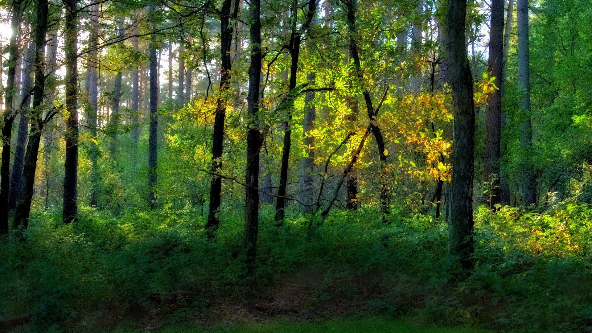 nature, Trees, Forests Wallpaper