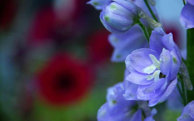 flowers, Blue, Flowers HD Wallpaper Desktop Background