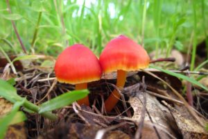 forests, Mushrooms, Hygrocybe, Punicea