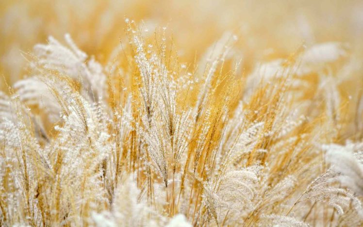 close up, Grass, Earth, Macro HD Wallpaper Desktop Background