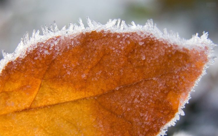 autumn, Frozen, Leaf HD Wallpaper Desktop Background