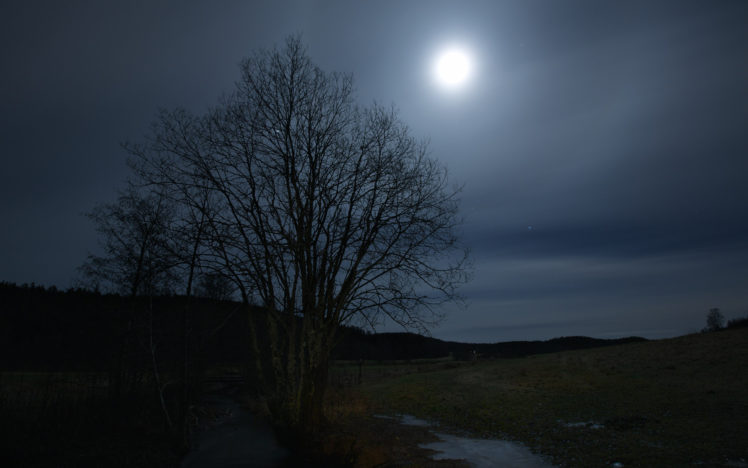 tree, Moon HD Wallpaper Desktop Background