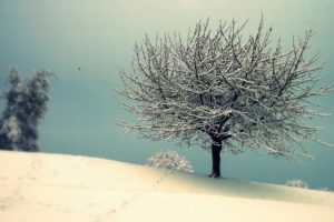 snow, Winter, Tree