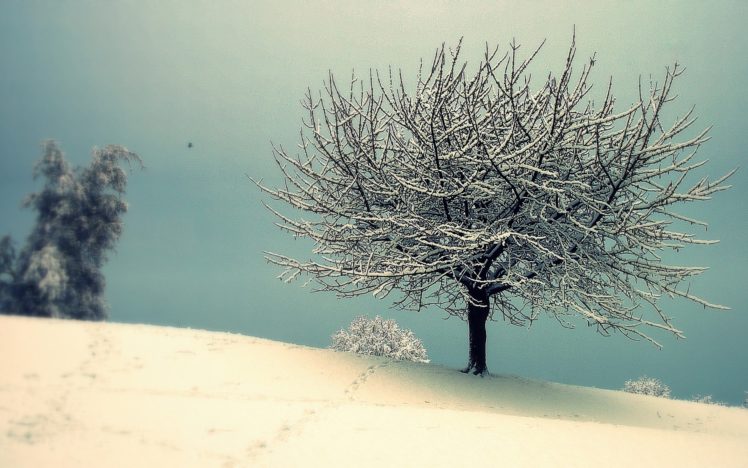 snow, Winter, Tree HD Wallpaper Desktop Background