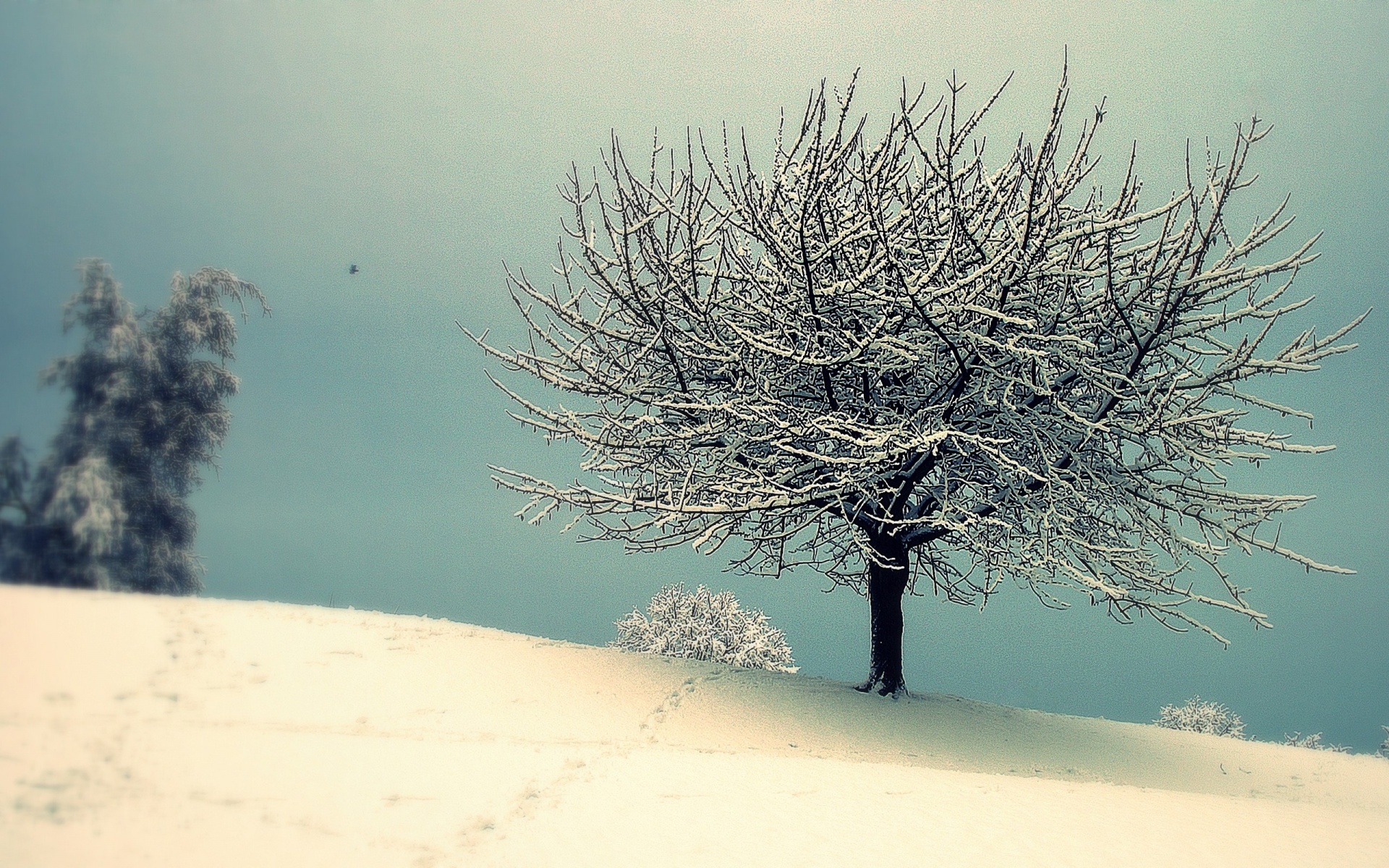 snow, Winter, Tree Wallpaper