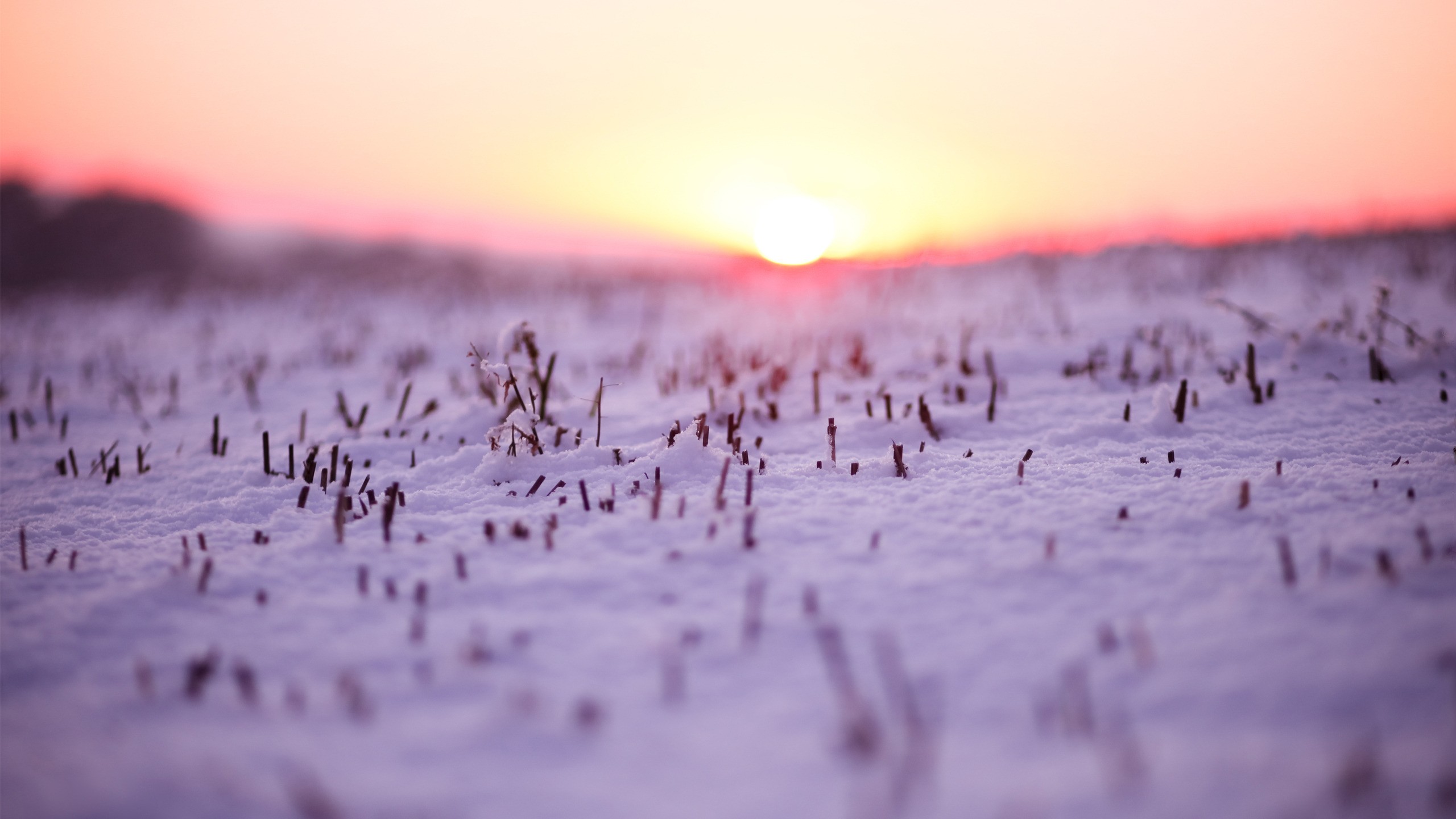sunset, Landscapes, Nature, Winter,  season , Snow, Macro, Depth, Of, Field Wallpaper