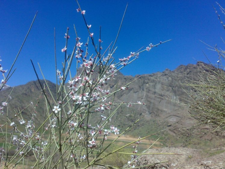 nature, Bloom, Iran HD Wallpaper Desktop Background