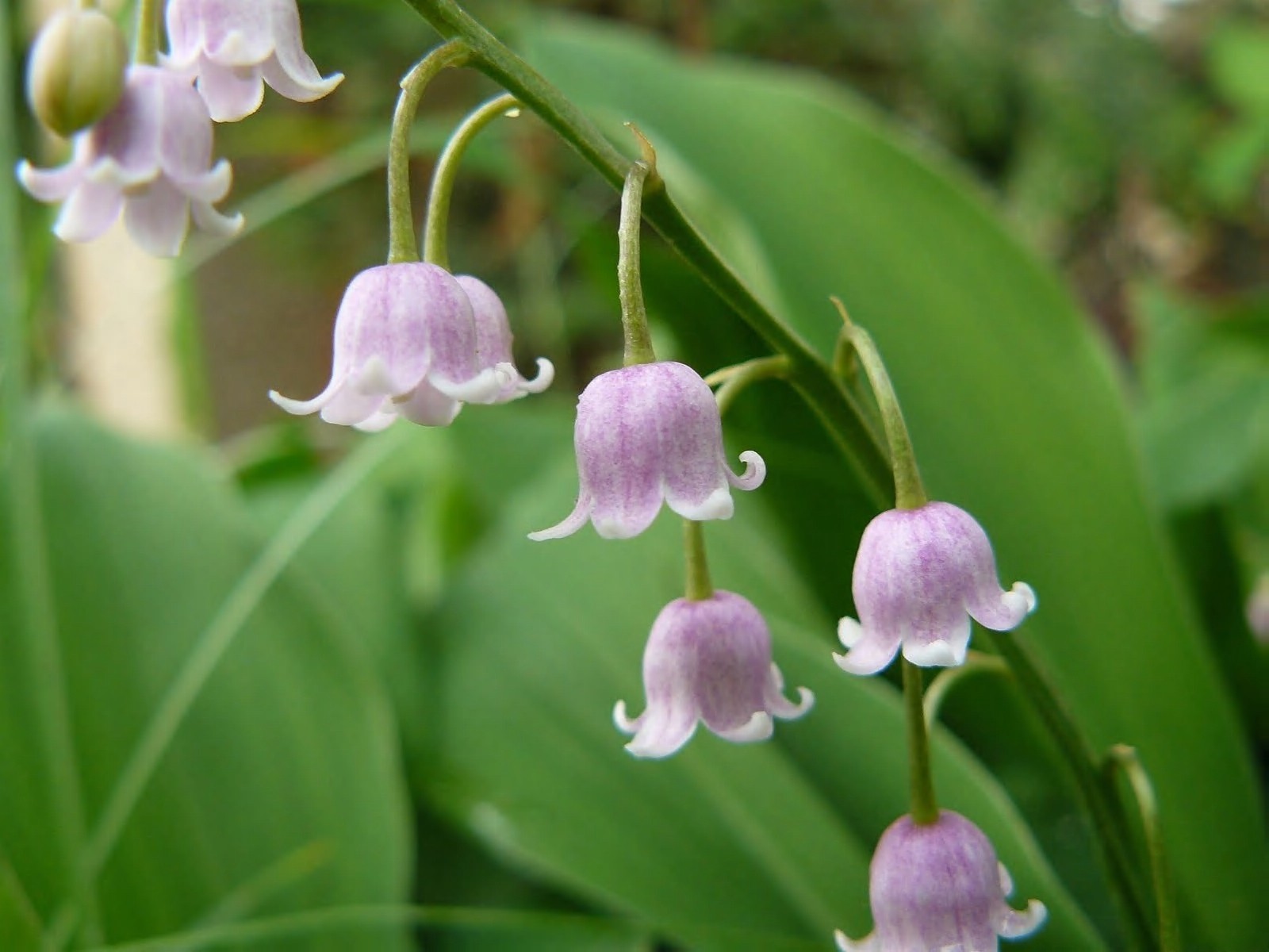 flowers, Bellflower Wallpaper