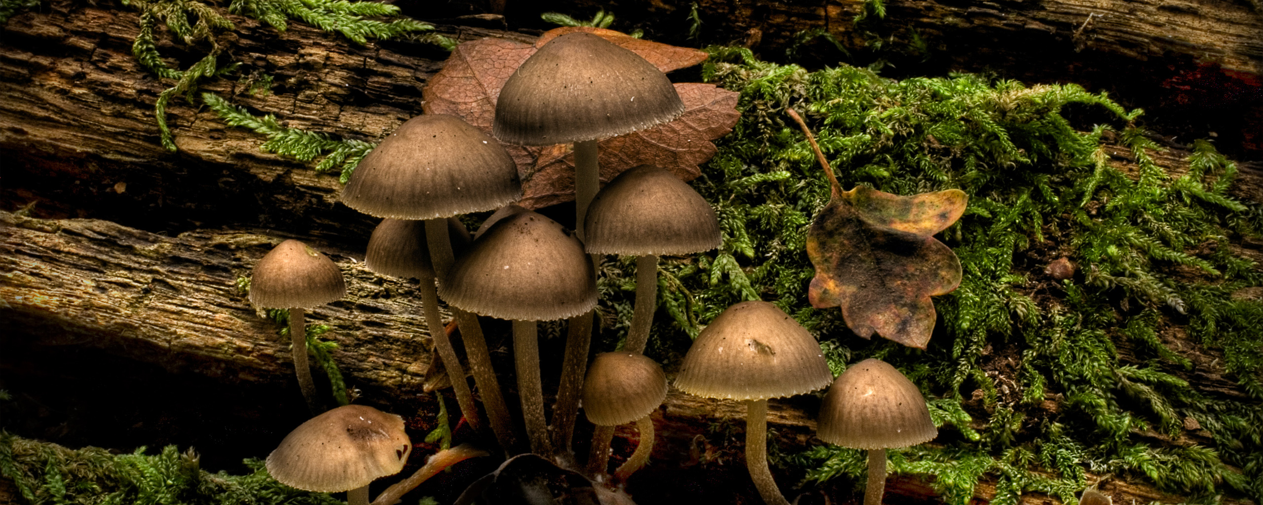 mushrooms, Moss Wallpaper