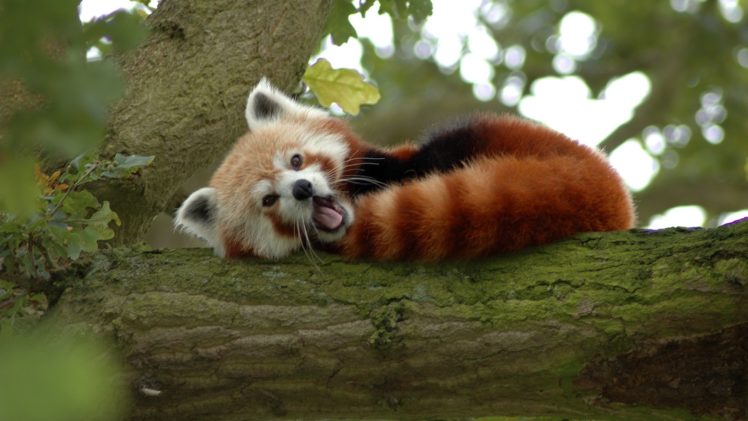 trees, Animals, Bamboo, Red, Pandas HD Wallpaper Desktop Background