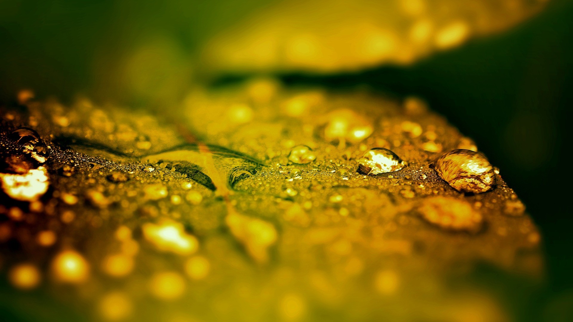 water, Leaves Wallpaper